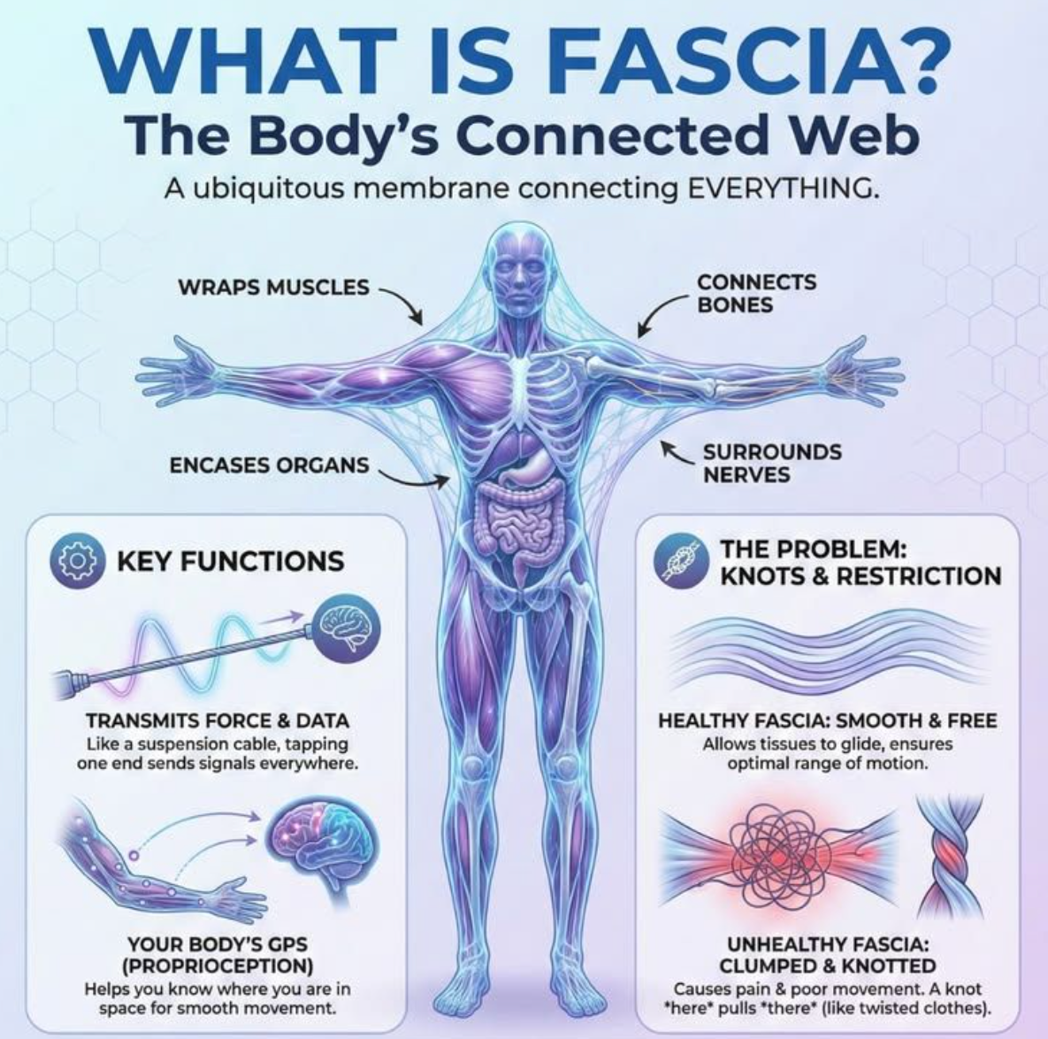 What is fascia? Infographic of the body's connective tissue web